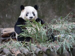 Ждущая панда фото